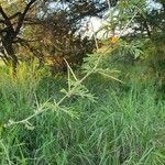 Acacia nilotica Blatt