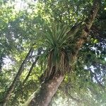 Aechmea aquilega Leaf