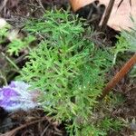 Pulsatilla patens Blad