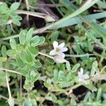 Bacopa monnieri Лист