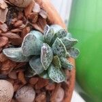 Adromischus cooperi Leaf