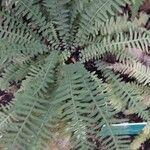 Blechnum medium