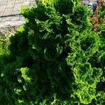 Chamaecyparis obtusa Hoja