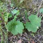 Ranunculus cortusifolius Leaf