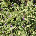 Anchusa officinalis花