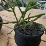 Crassula muscosa 葉