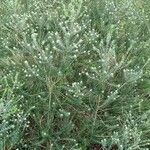 Phylica nitida عادت داشتن