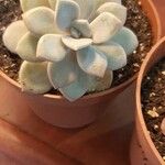 Echeveria laui Blad