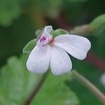 Pelargonium odoratissimum Flower