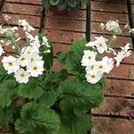 Primula malacoides Leaf