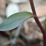Epipactis microphylla Leaf