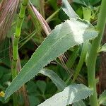 Euphorbia serrata Leaf