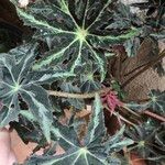 Begonia heracleifolia 叶