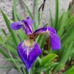 Iris sibirica फूल