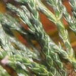 Juniperus recurva Leaf