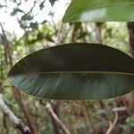 Calophyllum tacamahaca Leaf