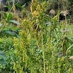 Atriplex hortensis Habitus