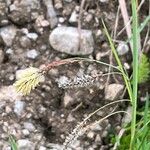 Carex flacca Hábito
