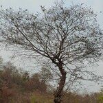 Terminalia pendula Bark