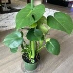 Monstera deliciosaЛист