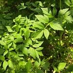 Angelica lucida Folha