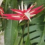 Heliconia angusta Flor