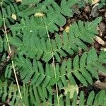 Osmunda regalis Blad