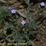 Verbena supina 形态