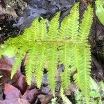 Woodsia obtusa Leaf