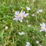 Scabiosa canescens Flower