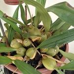 Coelogyne glumacea ഇല