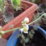 Echinodorus cordifolius 花