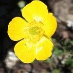 Ranunculus monspeliacus Flor