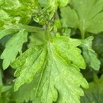 Artemisia princeps Feuille