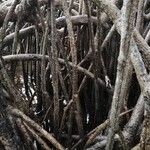Rhizophora racemosa Кора