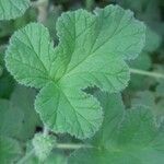 Pelargonium tomentosum Blatt