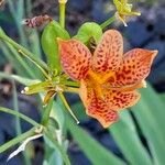 Iris domestica ফুল