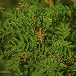 Indigofera suffruticosa Habit