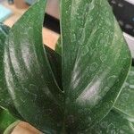 Monstera lechleriana Ліст