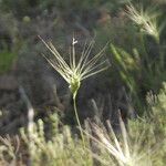 Aegilops neglecta Flower