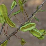 Combretum adenogonium Fruit