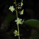 Salacia insignis Flower