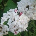 Viburnum lantanaFlower