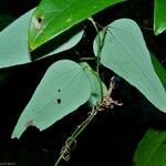 Smilax glauca ഇല