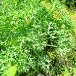 Eryngium bourgatii Blatt