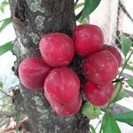 Syzygium aqueum ഫലം