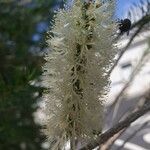 Melaleuca armillaris Flower