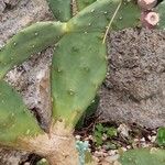 Opuntia stricta Leaf