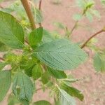 Amaranthus hybridus Leaf