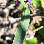 Galactia marginalis Leaf